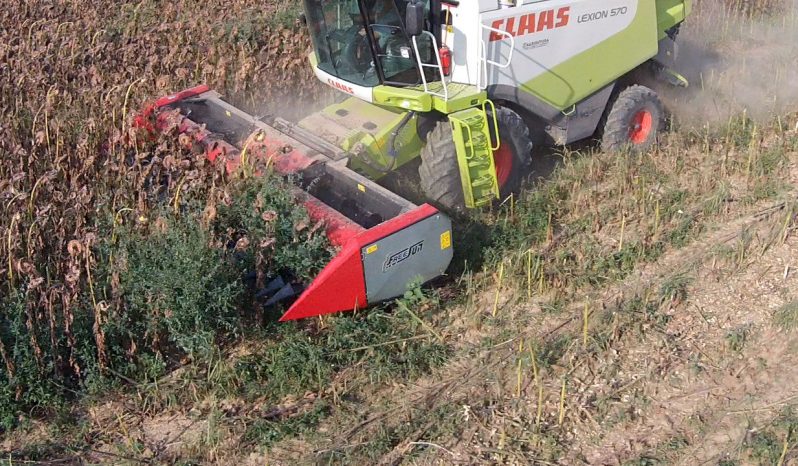 Dominoni Free Sun GF 760 rowless sunflower harvester full
