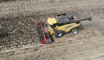 Dominoni Free Sun GF 760 rowless sunflower harvester full