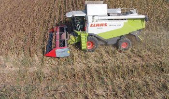 Dominoni Free Sun GF 760 rowless sunflower harvester full