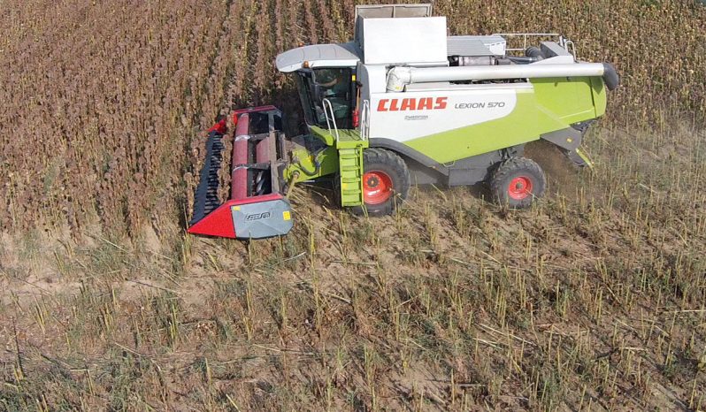 Dominoni Free Sun GF 760 rowless sunflower harvester full